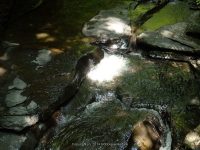 FILMORE bridge 6 to bridge 7 dalibarda_00003.JPG