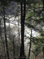 CANAJOHARIE UPPER MONTGOMERY EAST NY 3-17-2011_00007.JPG