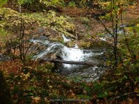 3A-BETWEEN SAW MILL AND CHEESE BOX 10-2-2014_00001.JPG