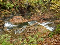 3-SAW MILL SITE 10-2-2014_00006.JPG