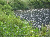 BEAVER POND GRAFTON COUNTY NH 7-29-2009_00005.JPG