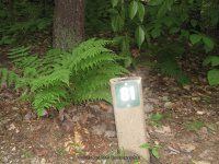 MARKER 81 CARROLL COUNTY NH 7-29-2009_00004.JPG