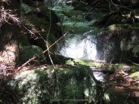 BRIGGS BROOK FALLS FRANKLIN MA 8-01-2009_00011.JPG