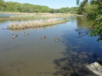 BURDEN POND OUTLET DAM 5-14-2015_00006.JPG
