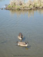 BURDEN POND OUTLET DAM 5-14-2015_00008.JPG