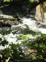 WYNANTS KILL FALLS ON 5 5-14-2015_00002.JPG