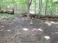 THREE FALLS WOODS TRAIL ONONADAGA 6-14-2015_00001.JPG