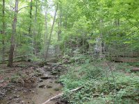 THREE FALLS WOODS TRAIL ONONADAGA 6-14-2015_00007.JPG