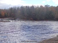 Double Drop IV Rapids Moose 10-17-2015_00018.JPG