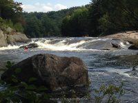Taylorville Powerline Rapids Beaver 9-7-2015_00023.JPG
