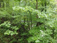Unknown Falls (Sharon Springs)Schoharie Eastern NY 8-22-2014_00004.JPG