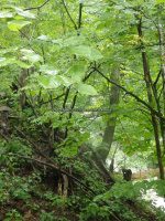 Unknown Falls (Sharon Springs)Schoharie Eastern NY 8-22-2014_00005.JPG