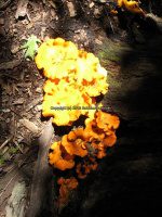 Starved Rock SP 3 Owl Canyon_00007.JPG
