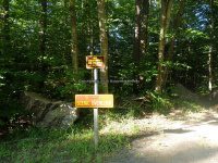 Lewis Soft Maple Scenic Overlook Falls 6-24-2016_00001.JPG