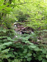 Herkimer Twitchell Creek Falls 6-27-2016_00037.JPG